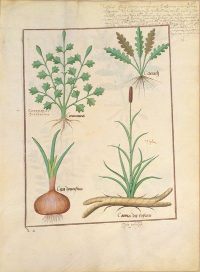 Illustration from The Book of Simple Medicines by Mattheaus Platearius 137r by Robinet Testard